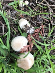 Agaricus