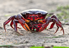 Dilocarcinus pagei