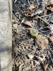 Cepaea nemoralis