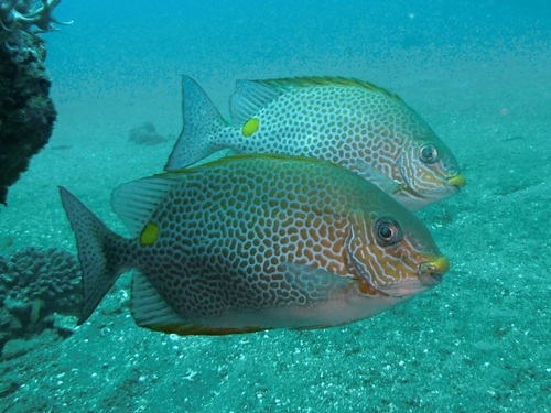 Deepbody spinefoot (Siganus guttatus) — Siganidae