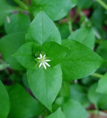 Stellaria media