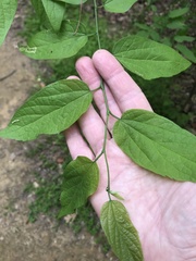 Celtis laevigata