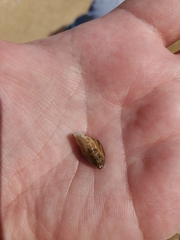 Mytilopsis leucophaeata