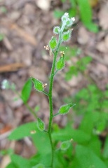 Myosotis macrosperma