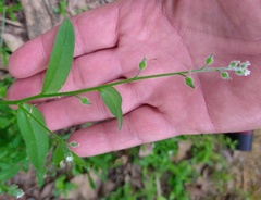 Myosotis macrosperma
