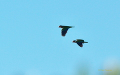 Amazona leucocephala
