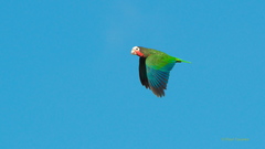 Amazona leucocephala
