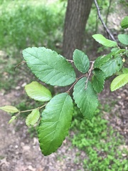 Ulmus crassifolia