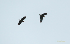 Amazona leucocephala