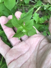 Stellaria media