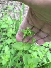 Stellaria media