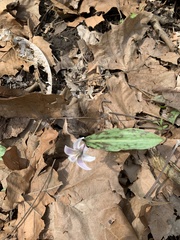 Lilieae