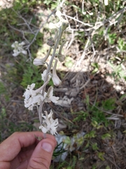 Delphinium carolinianum