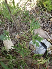 Delphinium carolinianum