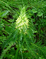 Pedicularis foliosa