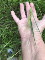 Nassella leucotricha