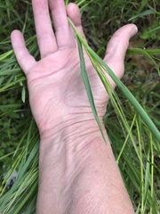 Nassella leucotricha