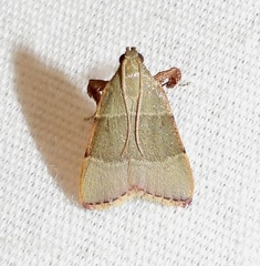 Basacallis tarachodes