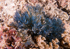 Virididentula dentata