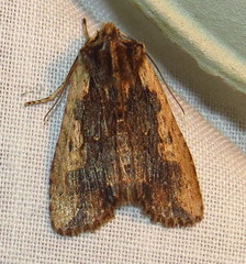 Lithophane hemina