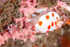 Goniobranchus tasmaniensis