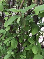 Viburnum macrocephalum