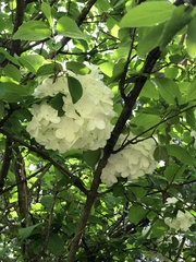Viburnum macrocephalum