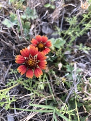 Gaillardia amblyodon