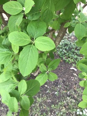 Viburnum macrocephalum