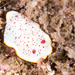 Goniobranchus daphne - Photo (c) Marine Explorer (Dr John Turnbull), some rights reserved (CC BY-NC-SA)