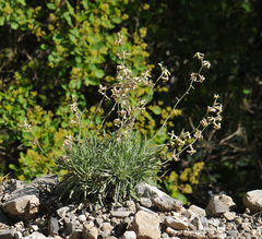 Matthiola fruticulosa
