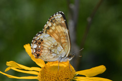 Chlosyne nycteis drusius