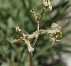 Matthiola fruticulosa