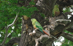 Enicognathus ferrugineus