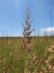 Eragrostis gummiflua