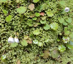 Jovellana repens