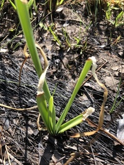 Hymenocallis palmeri