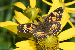 Chlosyne nycteis drusius