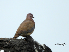 Streptopelia senegalensis