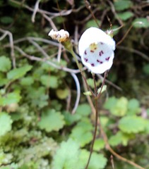 Jovellana repens
