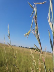 Hyparrhenia dregeana