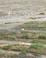 Chroicocephalus ridibundus