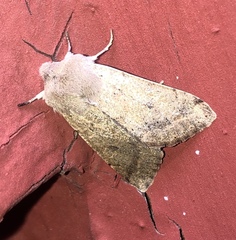 Orthosia pacifica