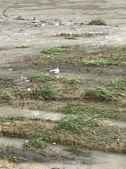 Chroicocephalus ridibundus