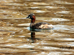 Tachybaptus ruficollis