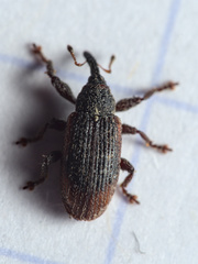 Bradybatus kellneri