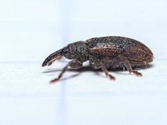 Bradybatus kellneri