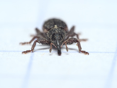 Bradybatus kellneri