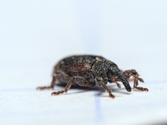Bradybatus kellneri