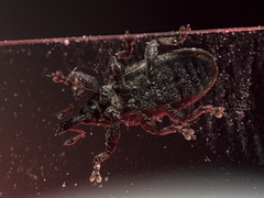 Bradybatus kellneri